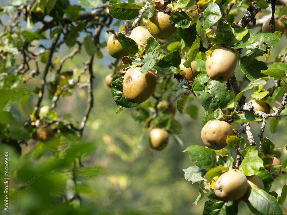 pommes d'automne.