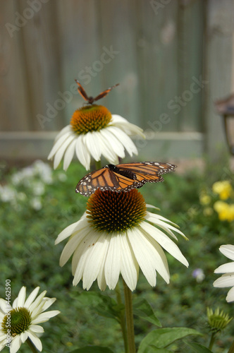 Butterfly and Coneflower