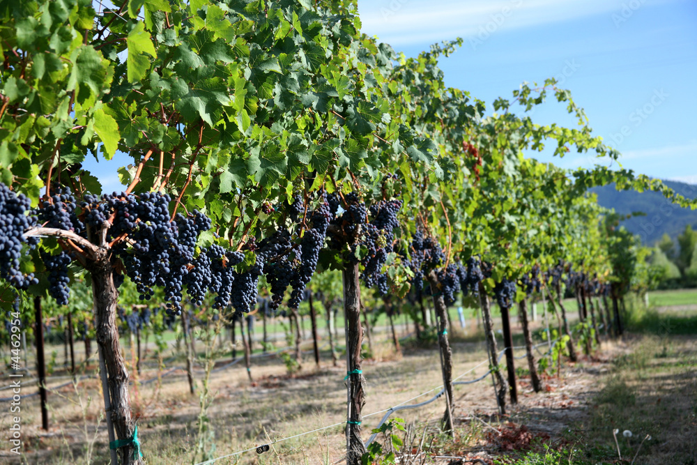 Merlot Grapes in Vineyard