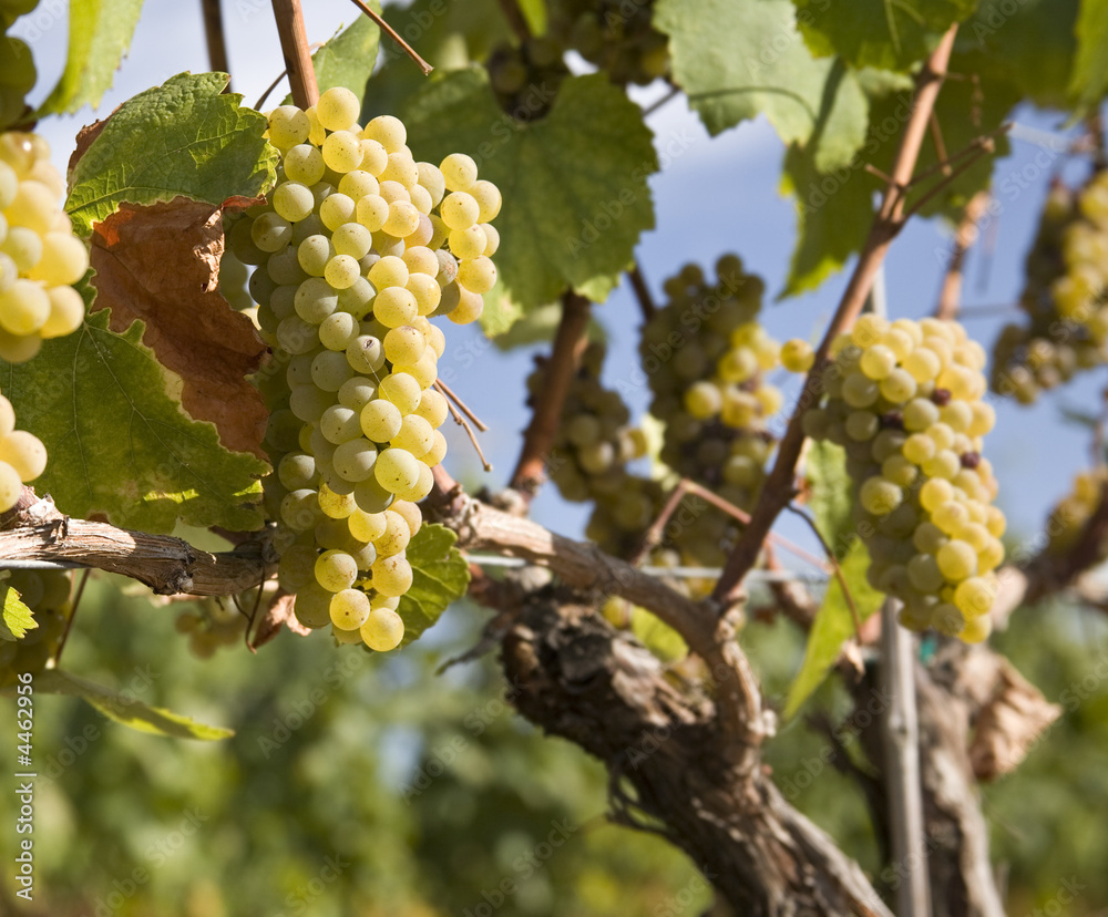 Chardonnay Grapes in Vineyard