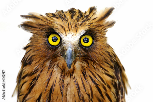 ish Owl