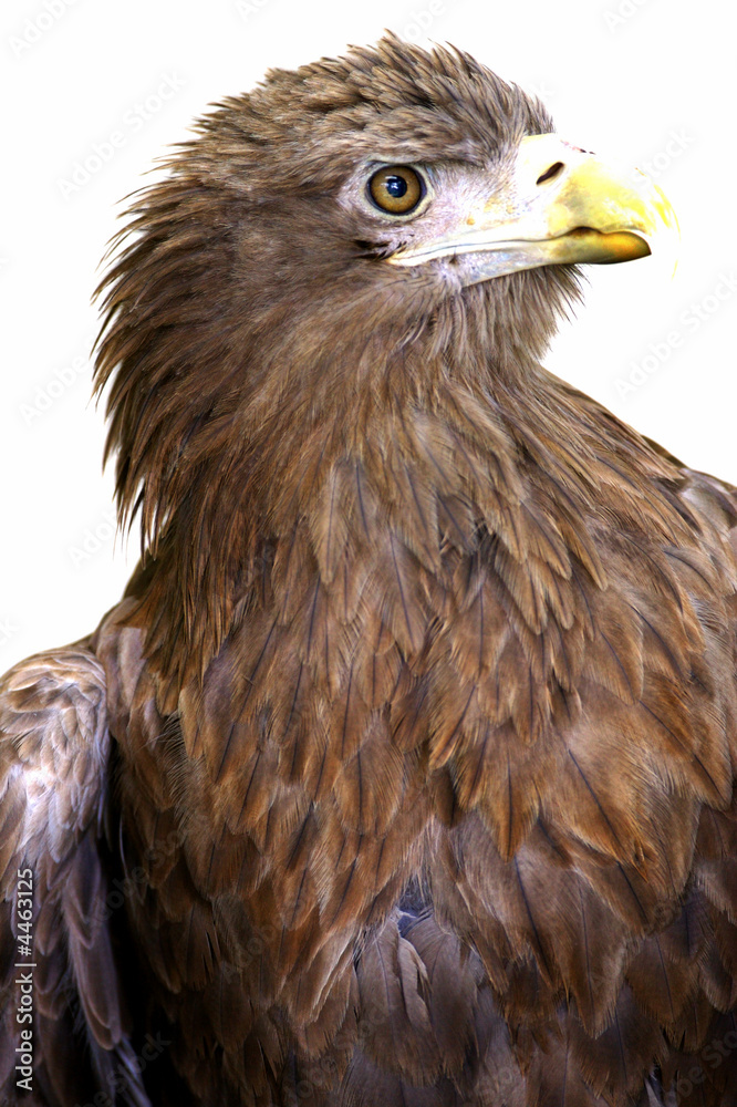 Naklejka premium White Tailed Eagle