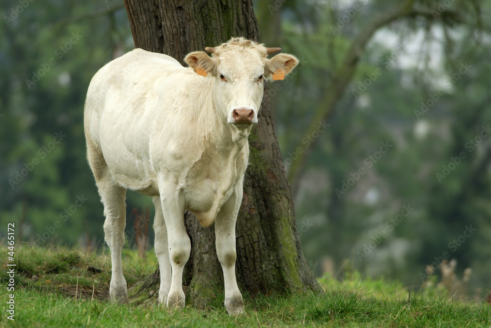 Vache «La Charolaise»