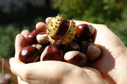 Chestnut