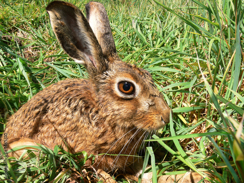 A curious young brown hare photo