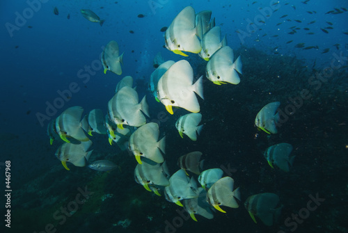 Teira batfish