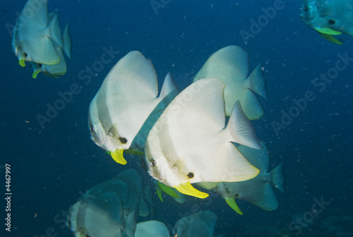 Schooling Teira batfish  at Chumporn pinnacle photo