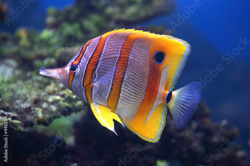 Colourful Sixspine butterfly-fish floats in an aquarium