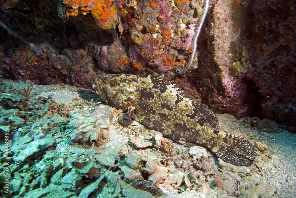 Giant grouper on sandy bottom
