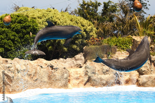 Leaping Dolphins