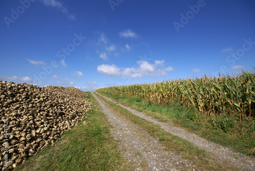 Fotografia terre fertile