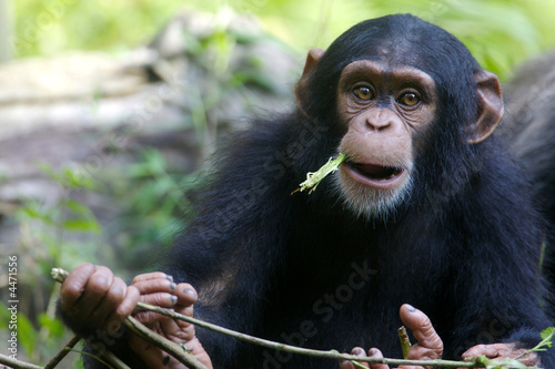 Leinwand Poster Chimpanzee