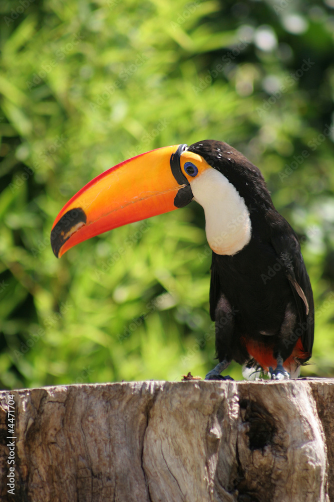 beautiful toucan, sitting on a tree beautiful toucan, sitting on a tree