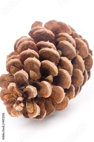 Pine Cone