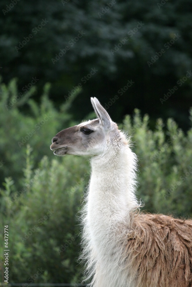 Lama Profil 3 Lama Profil 3