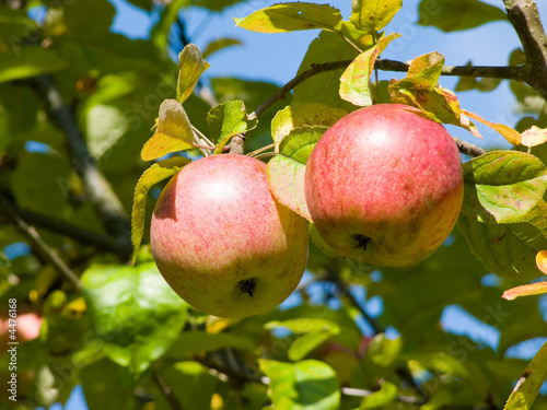 Äpfel