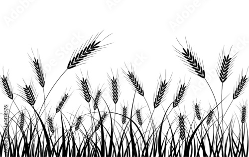 Grass and ears, vector