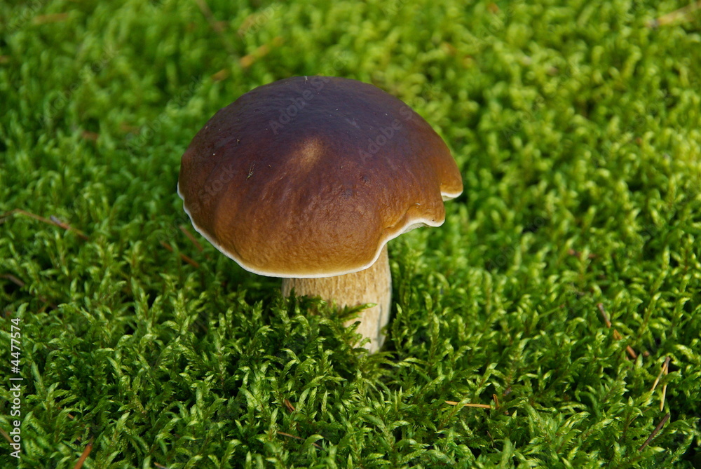 Steinpilz 18