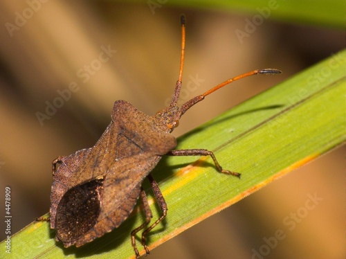 Squash Bug - Anasa tristis