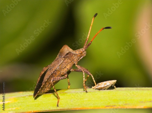 Anasa tristis (Squash Bug)