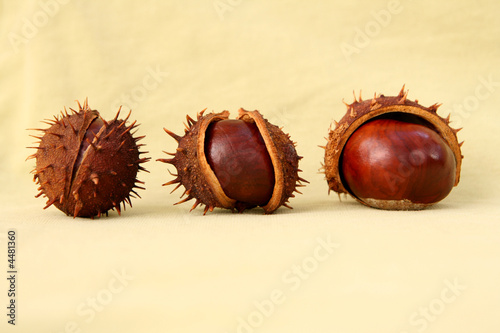 3 chestnuts on sepia background photo