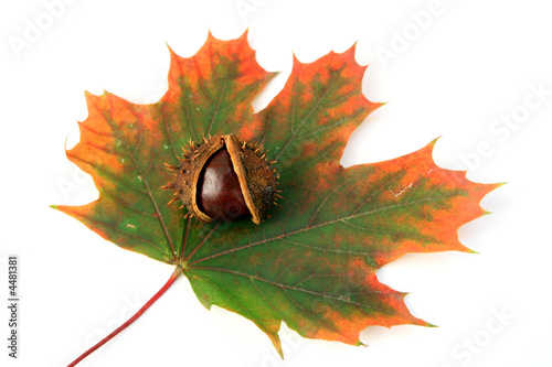 chestnuts and autumn leaf photo