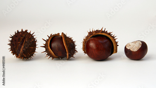 4 chestnuts on white background