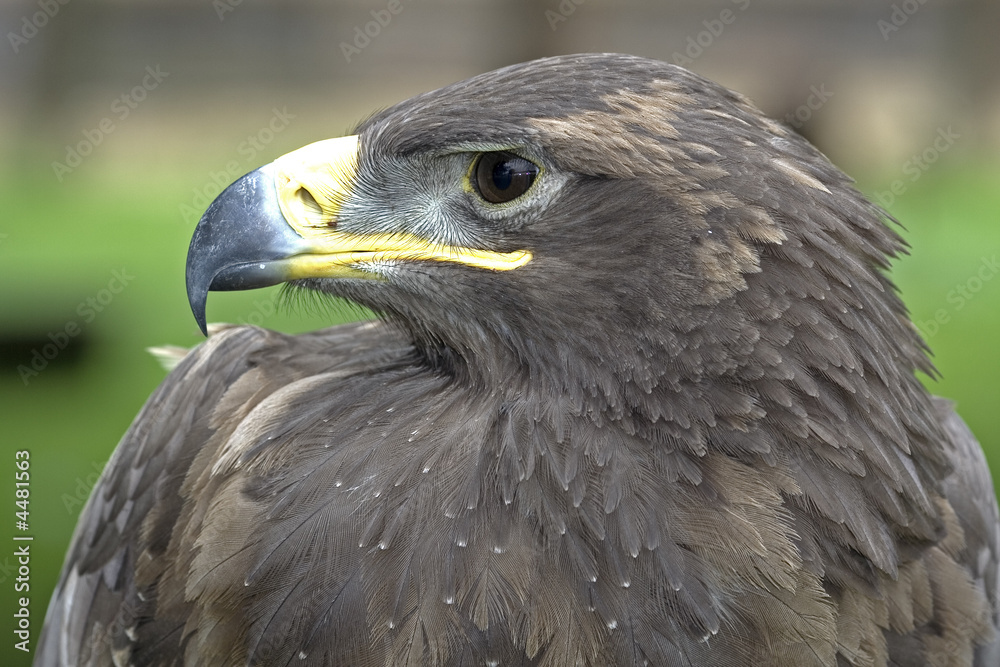 Fototapeta premium Hawk