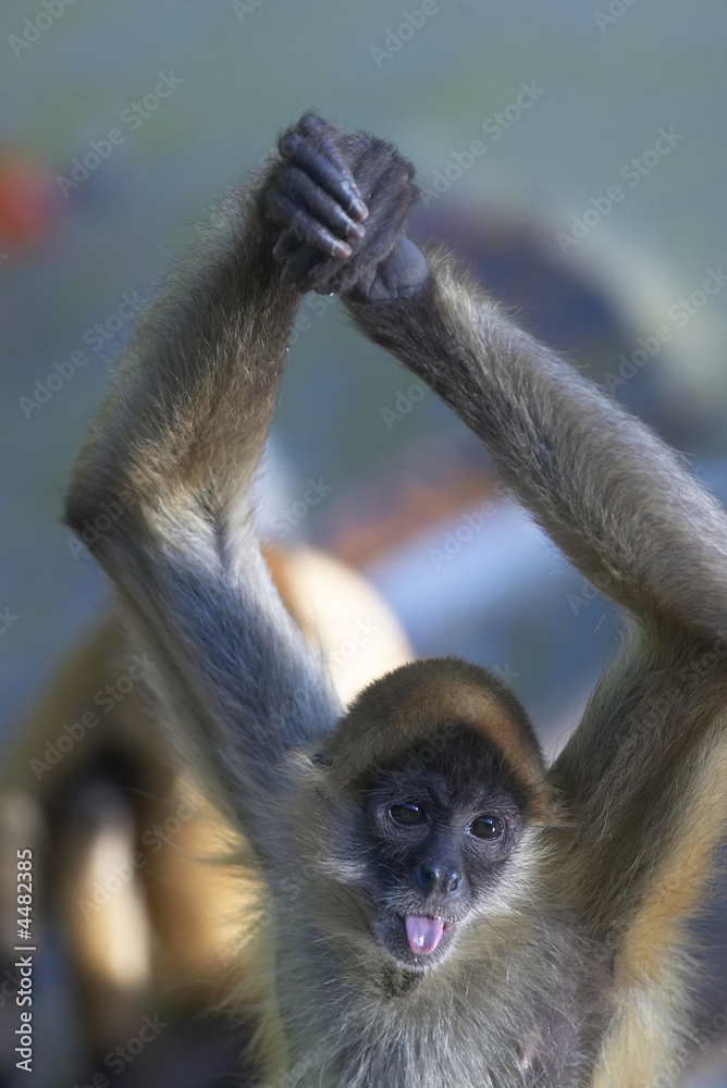 Naklejka premium Spider Monkey