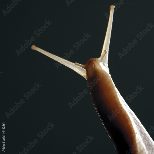 Obraz na plátně snail
