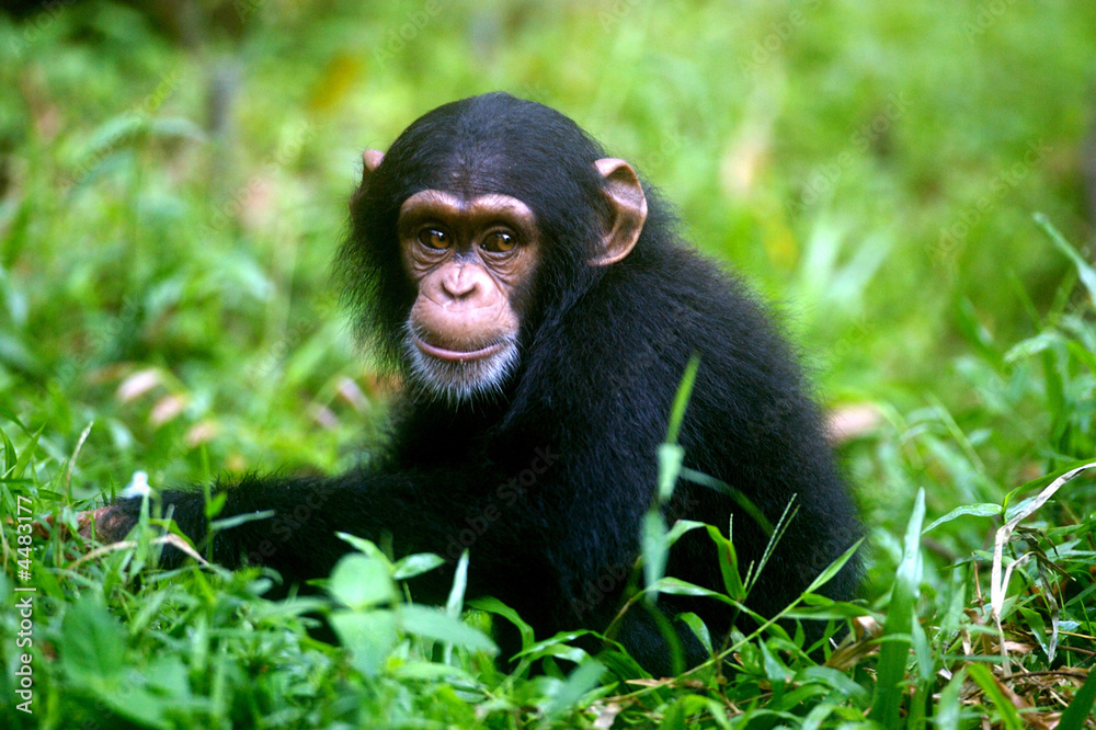 Obraz premium Szympans