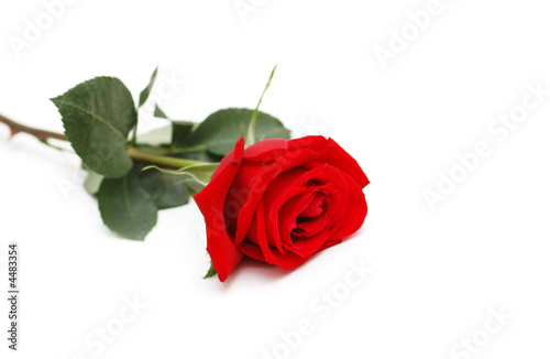 Red rose isolated  on the white background