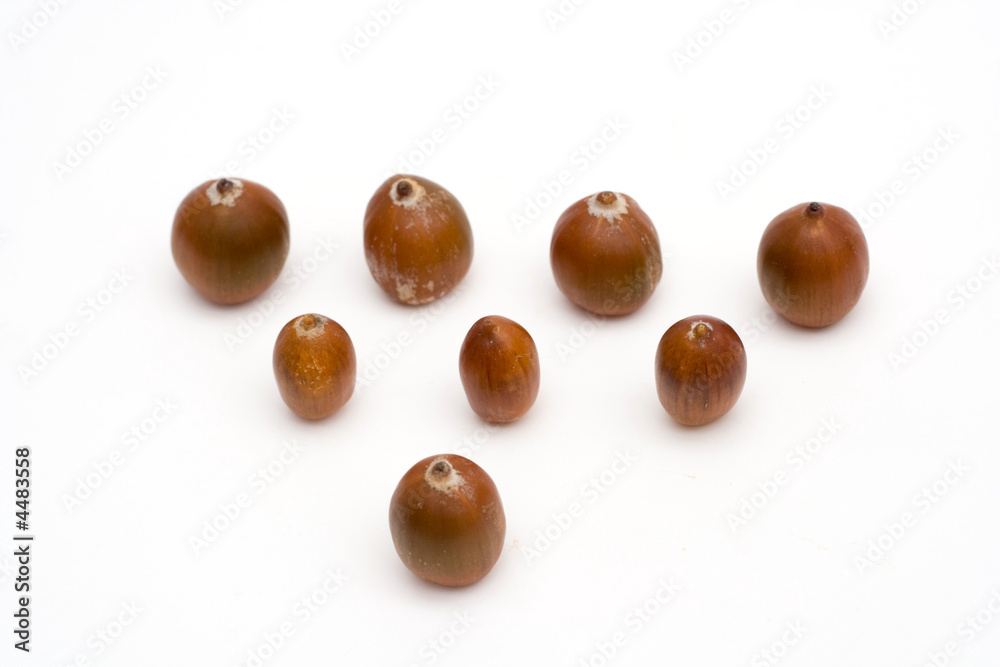 Obraz premium acorns