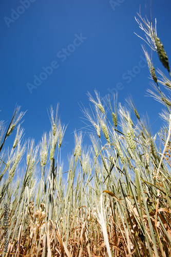 Wheat Detail