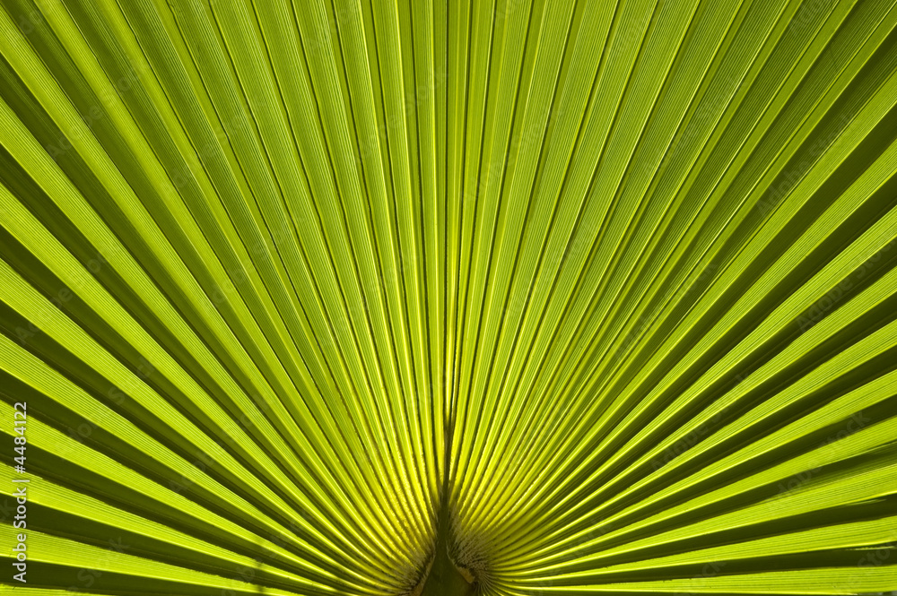 Fototapeta premium Palm leaf