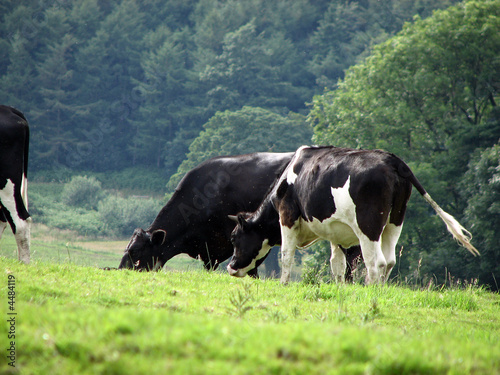 Two Black and White Cows