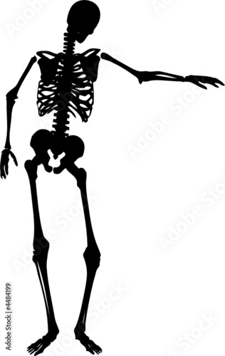 Skeleton