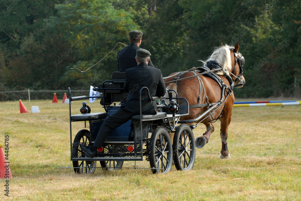 Obraz premium cheval de race comtoise sur un parcours d'attelage