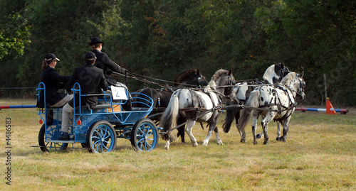 attelage à quatre poneys