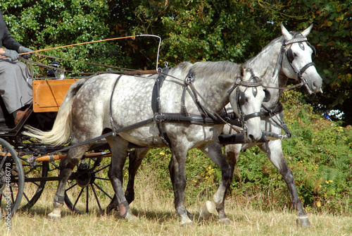 paire de chevaux gris à l'attelage © jeanma85