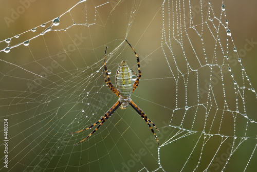 Yellow and Black Argiope in Dewy Web 