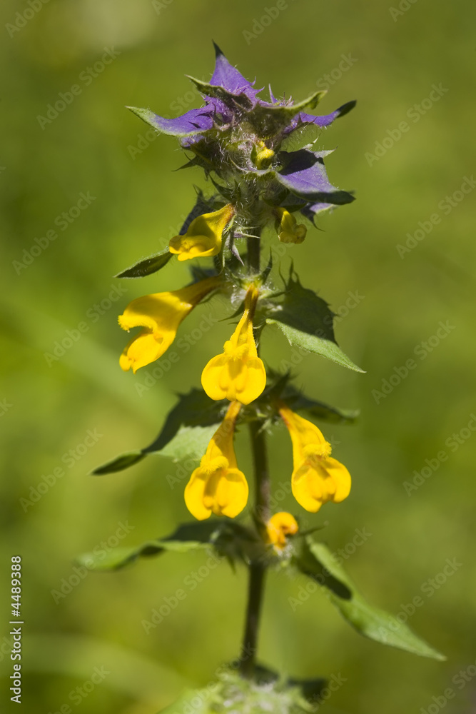 Fototapeta premium Melampyrum nemorosum close