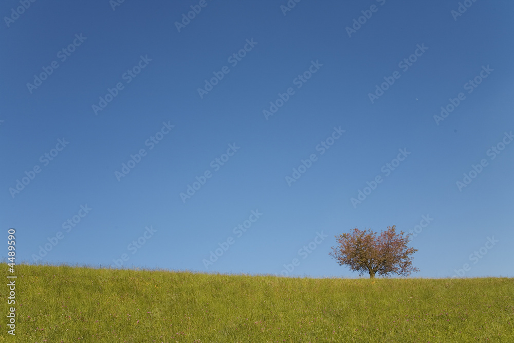 Fototapeta premium baum am horizont