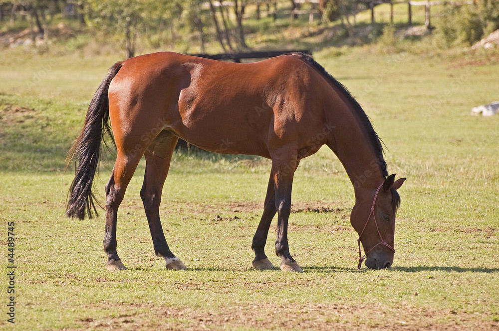 BROWN HORSE