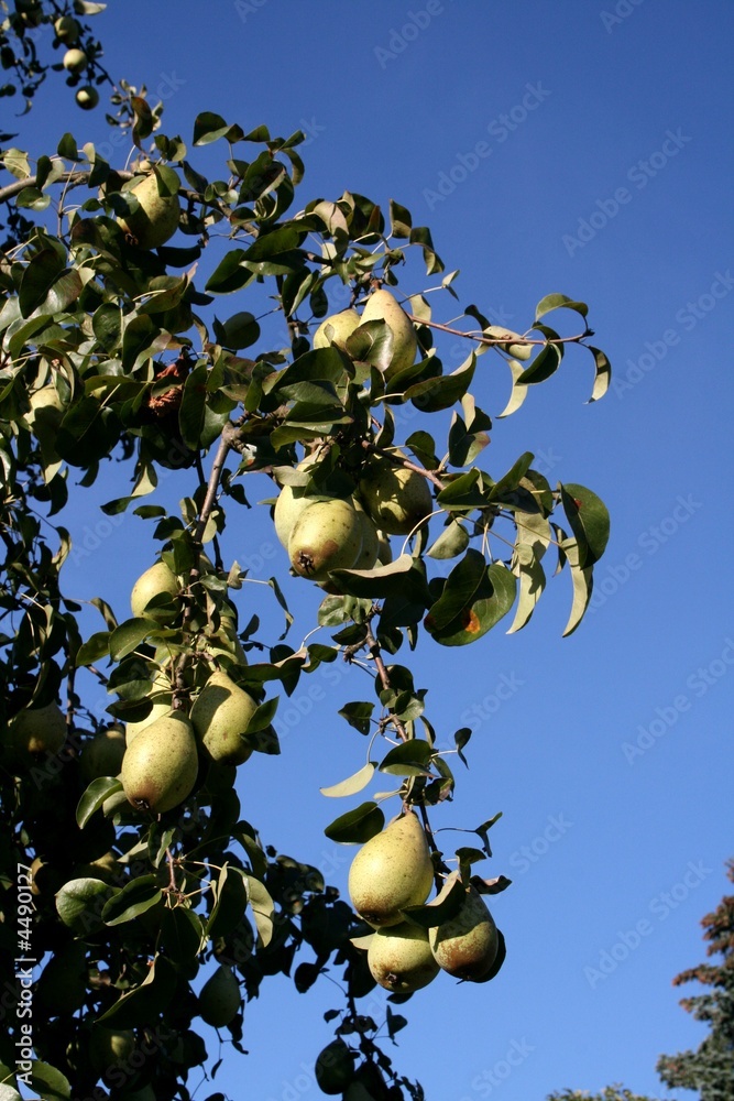 Fototapeta premium Birnen
