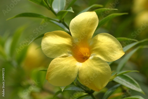 Gelbe Bl  te   yellow flower