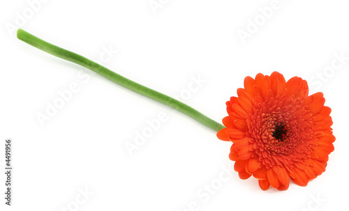 gerbera flower photo