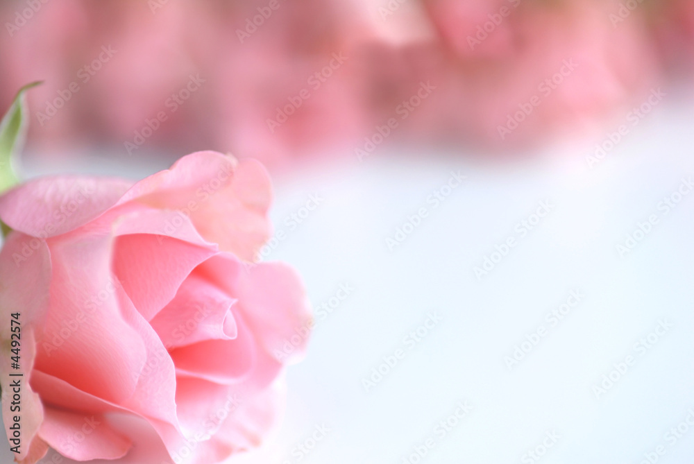 pink rose pink rose