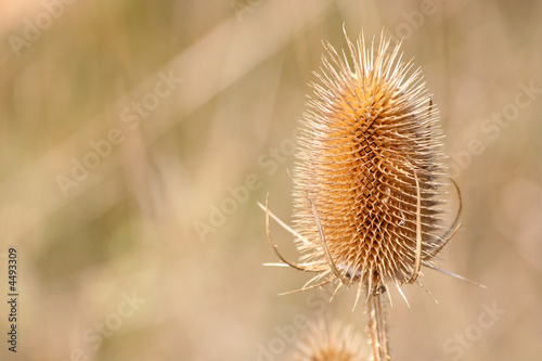 Dry Flower Stem