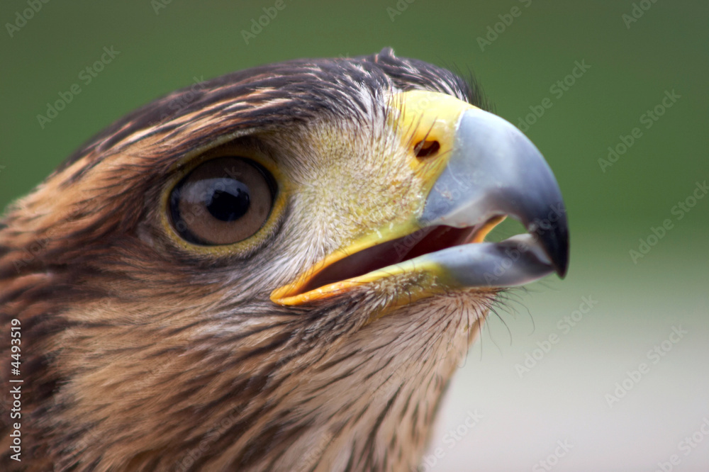 Obraz premium Eagle portrait